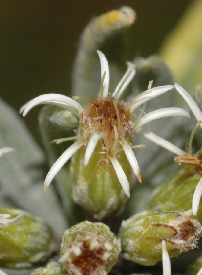 Asteraceae Diplostephium floribundum