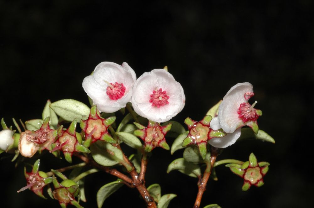 Myrtaceae Ugni myricoides