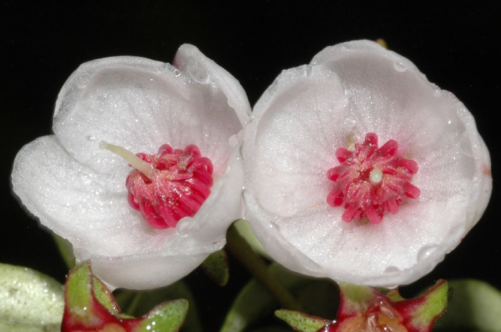 Myrtaceae Ugni myricoides