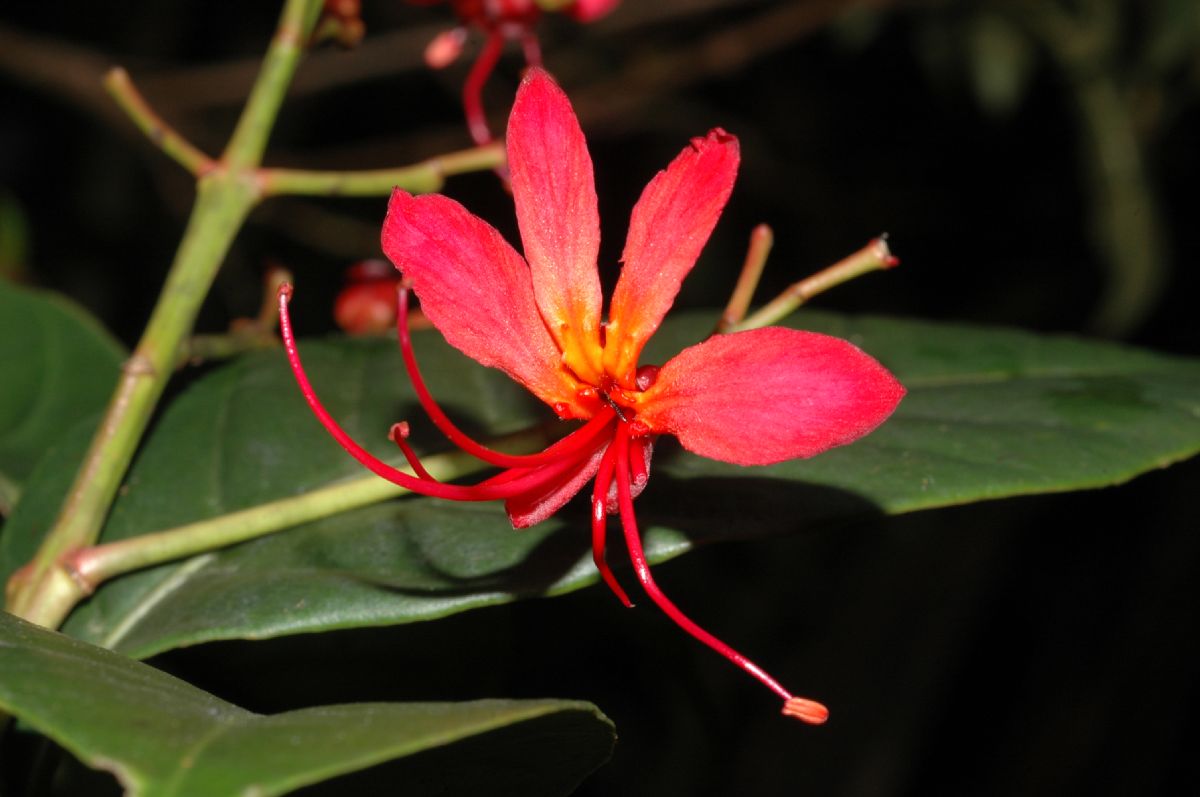 Hippocastanaceae Billia hippocastanum