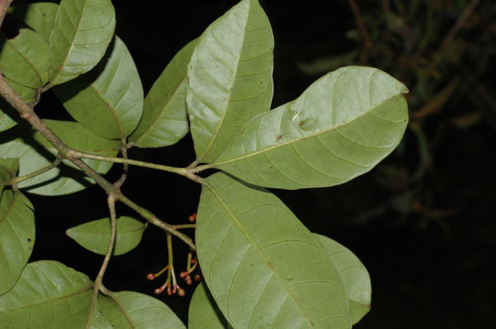 Hippocastanaceae Billia hippocastanum