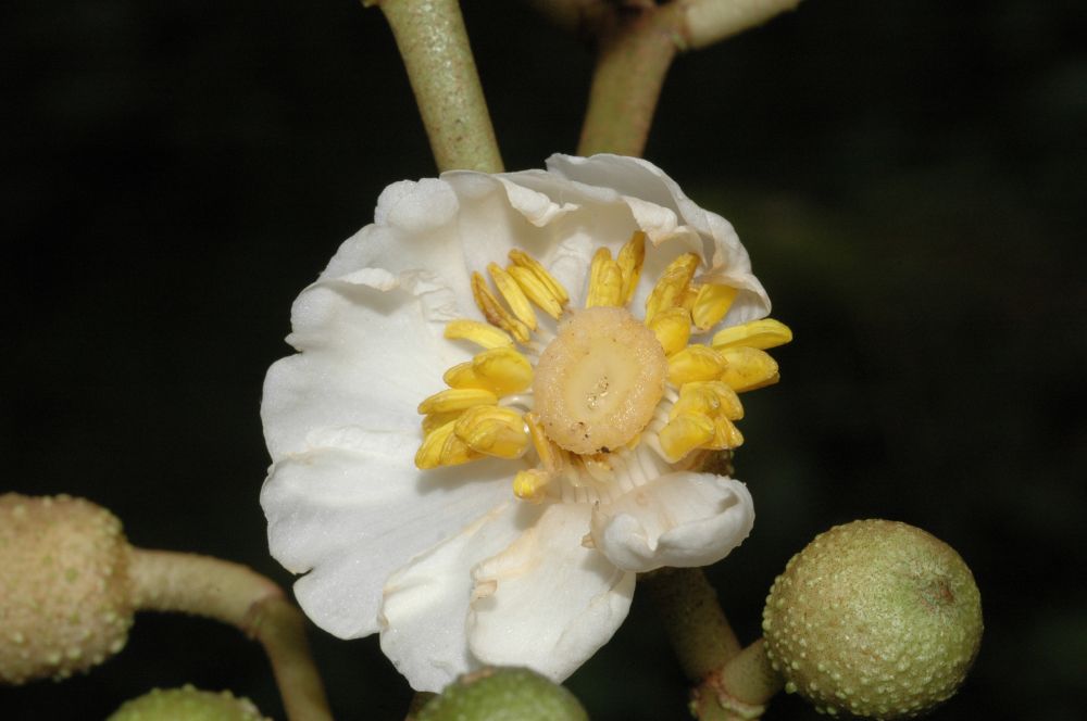 Melastomataceae Conostegia macrantha