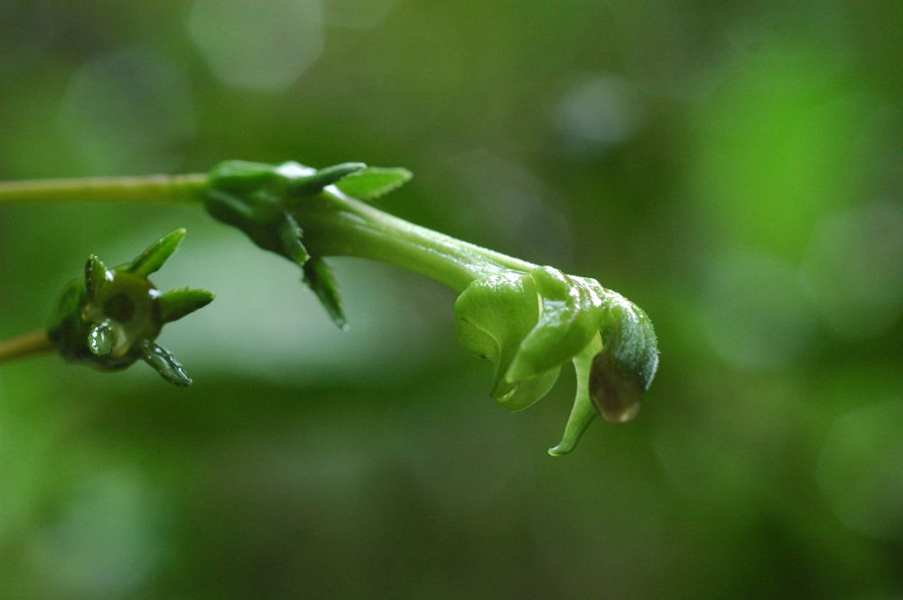 Campanulaceae Burmeistera 