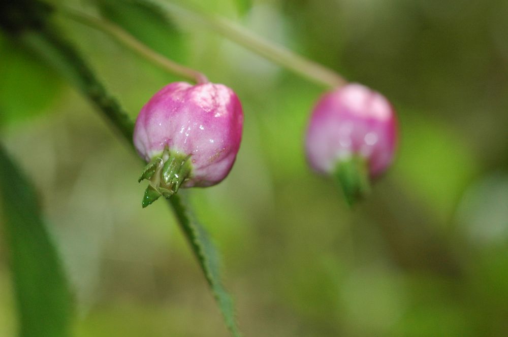 Campanulaceae Burmeistera 