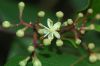 image of Zanthoxylum limoncello