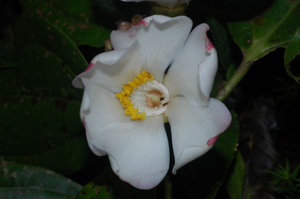 Melastomataceae Blakea grandiflora