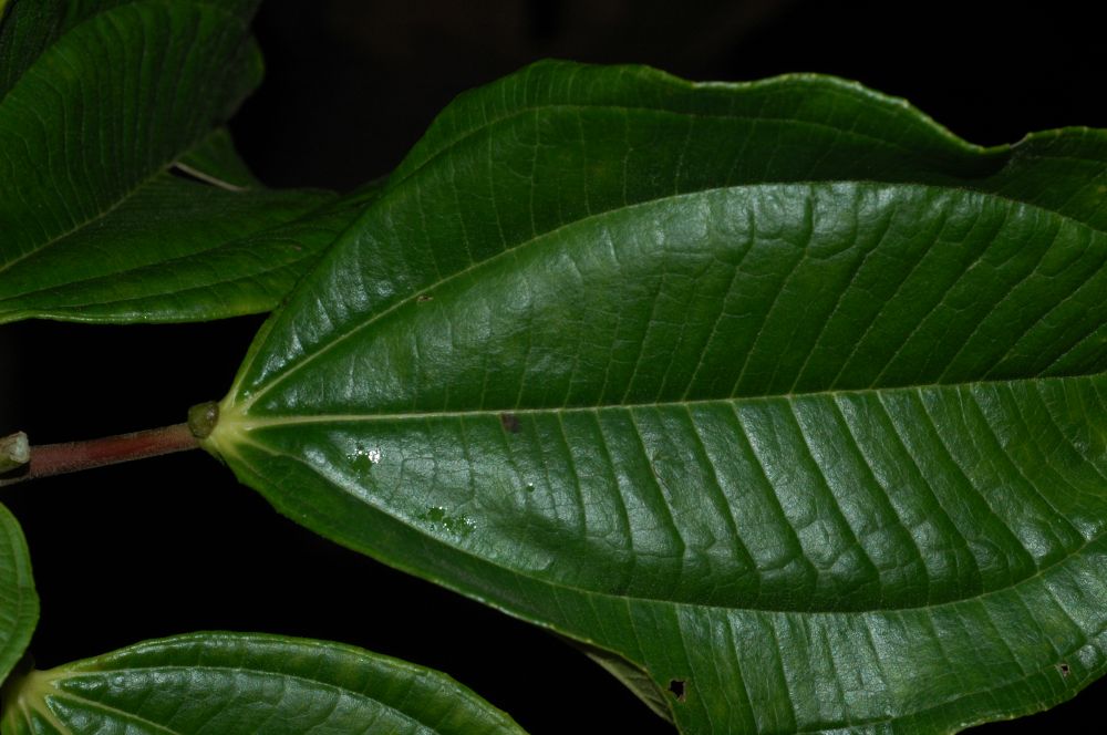 Melastomataceae Axinaea costaricensis