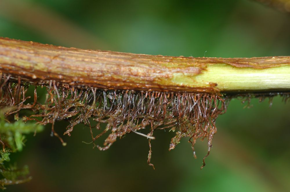 Hydrangeaceae Hydrangea 