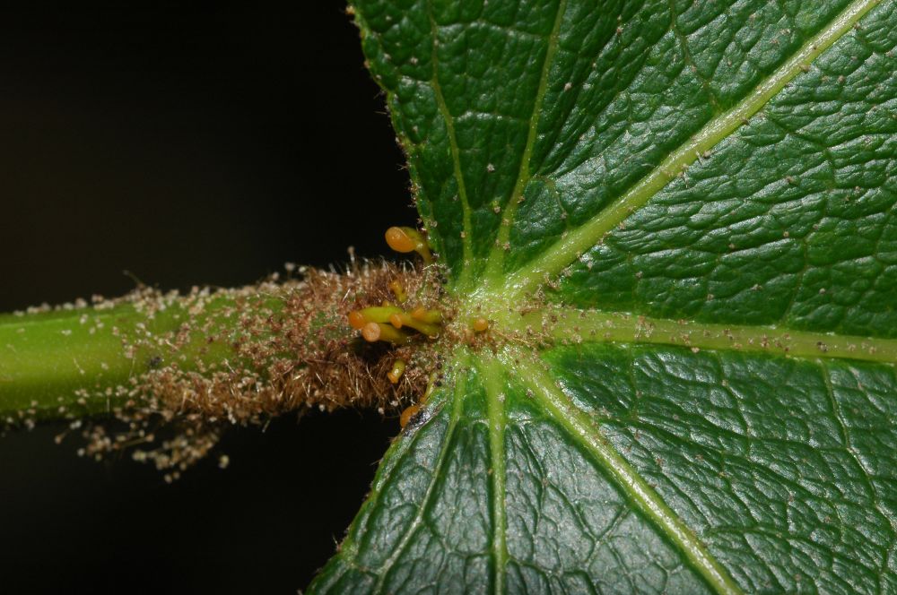 Euphorbiaceae Croton 