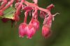 image of Gaultheria erecta