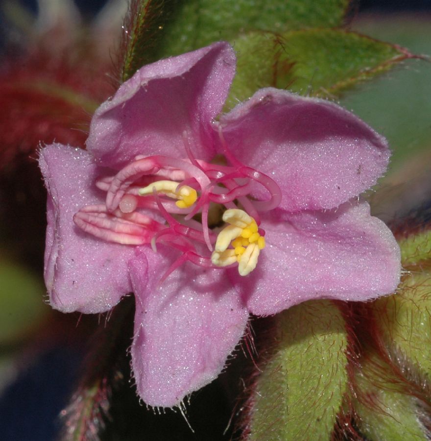 Melastomataceae Desmocelis villosa