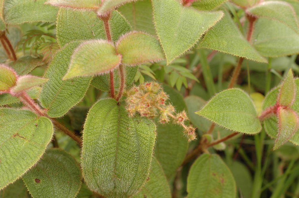 Melastomataceae Clidemia capitellata