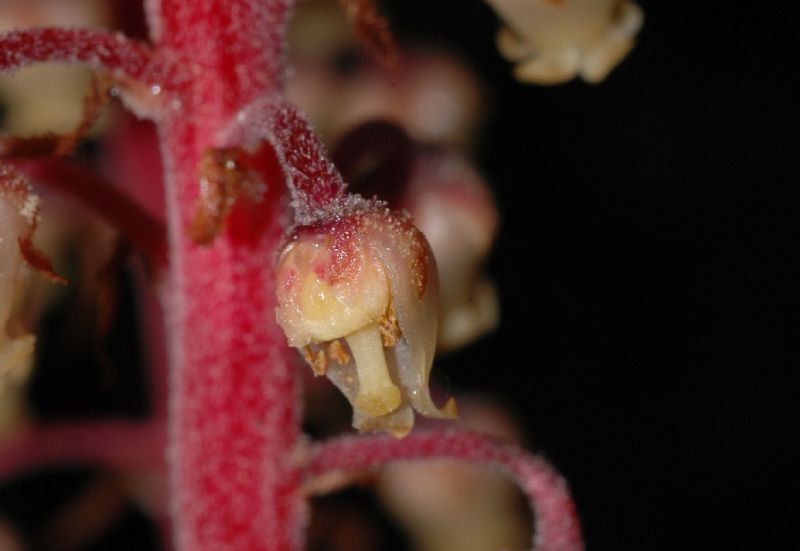 Ericaceae Pterospora andromedea