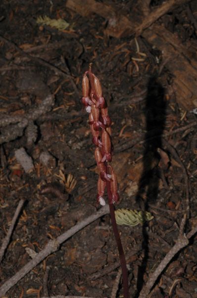 Orchidaceae Corallorhiza maculata