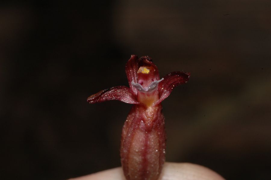 Orchidaceae Corallorhiza maculata