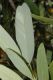 image of Umbellularia californica