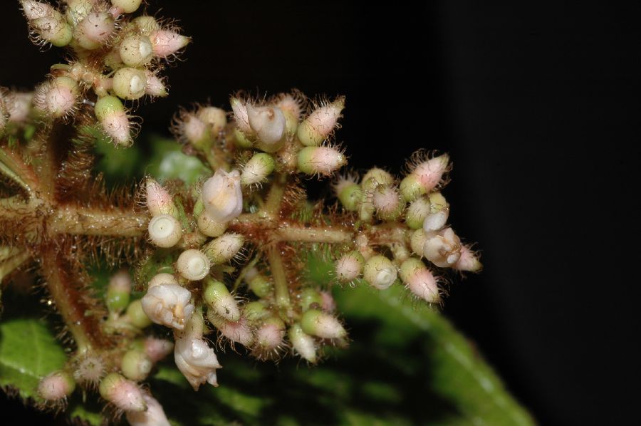 Melastomataceae Conostegia setosa