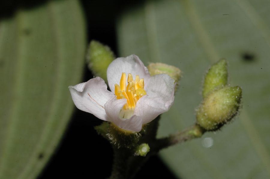 Melastomataceae Conostegia 