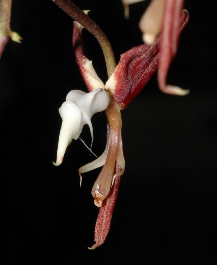 Orchidaceae Gongora superflua