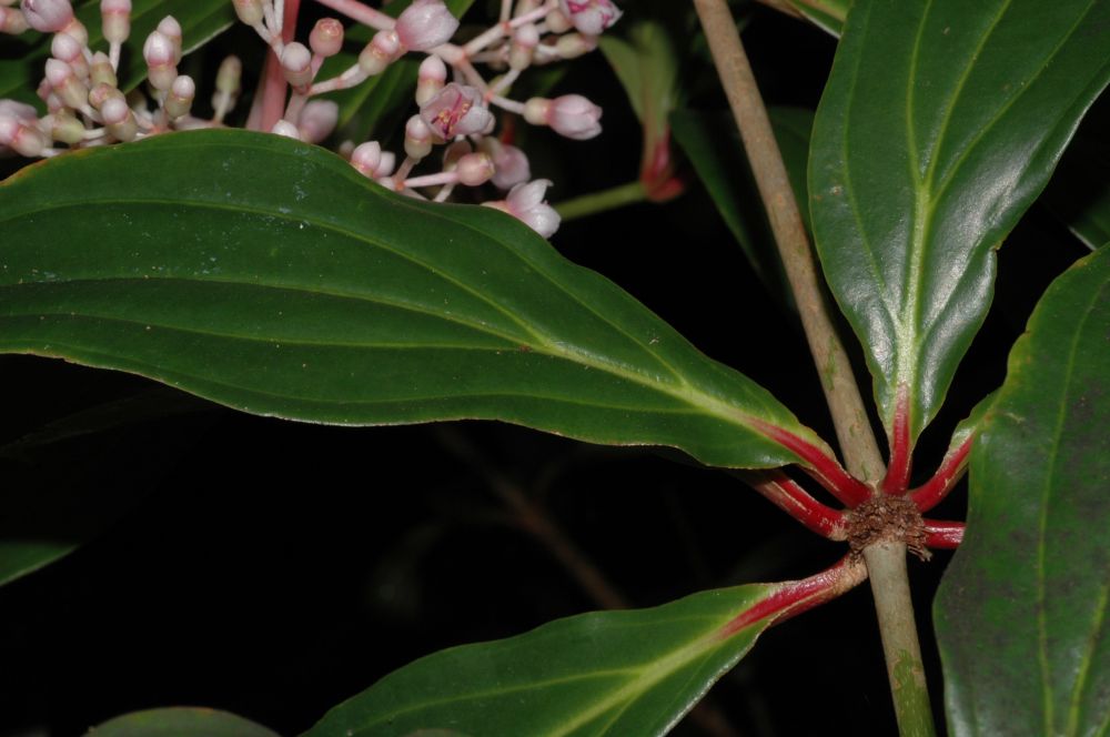 Melastomataceae Medinilla cumingii