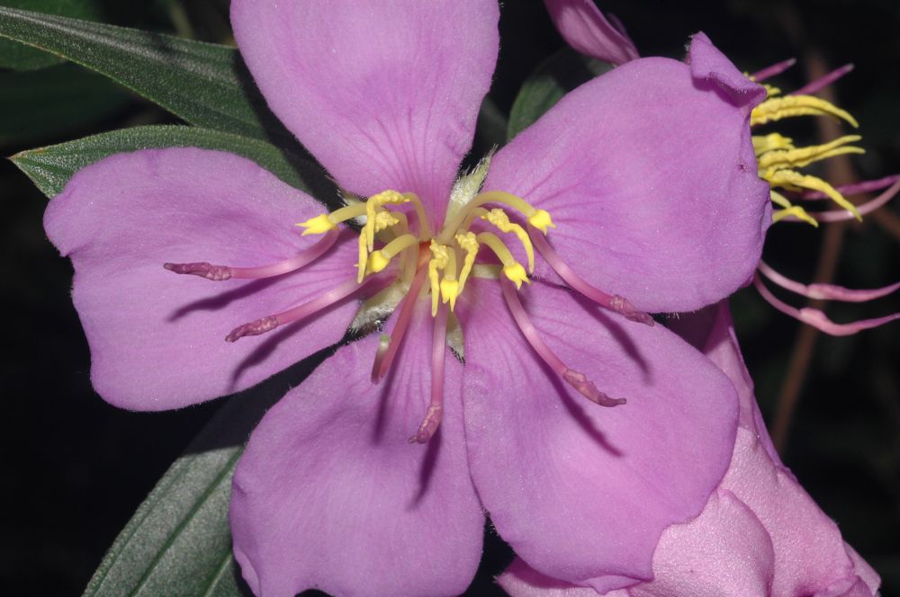 Melastomataceae Melastoma candidum