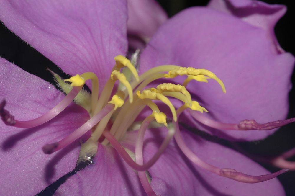 Melastomataceae Melastoma candidum