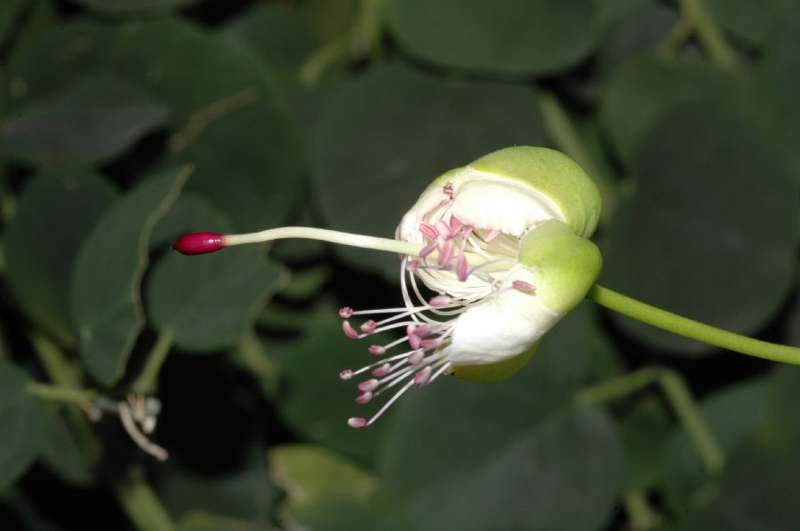 Capparaceae Capparis spinosa