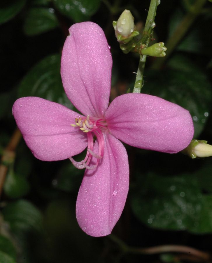 Melastomataceae Arthrostema ciliatum