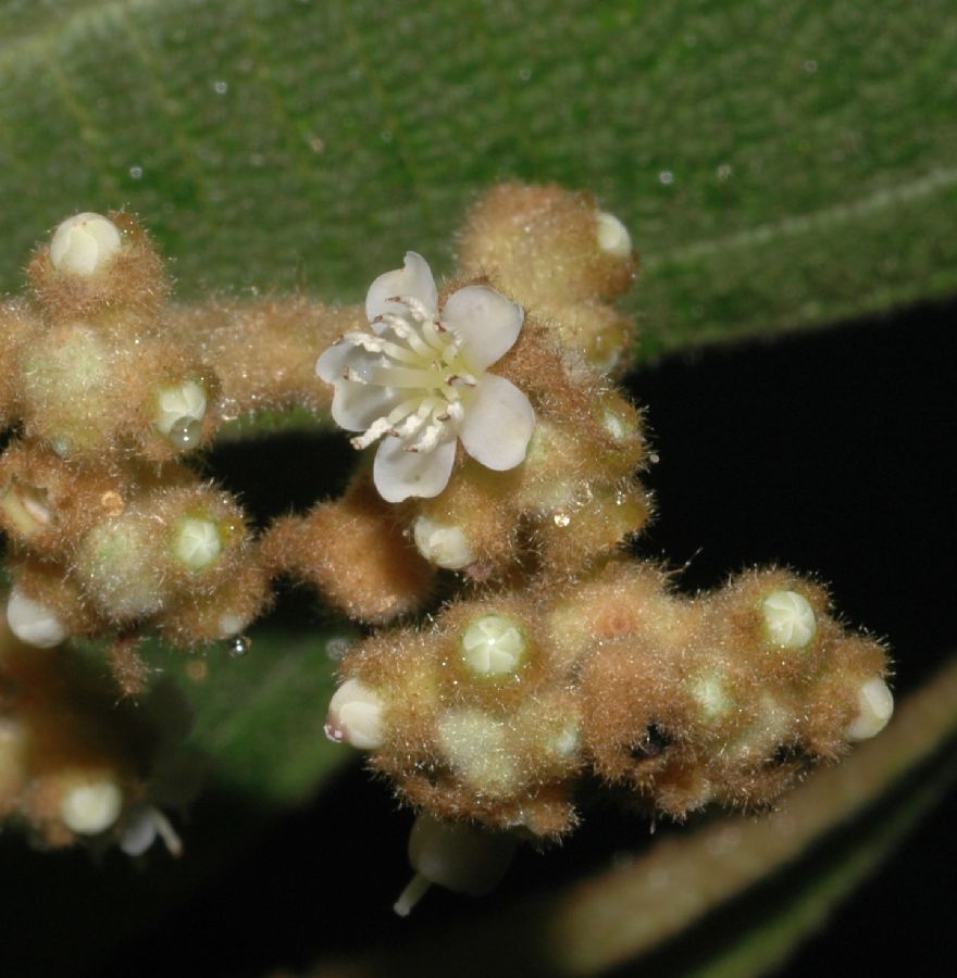 Melastomataceae Miconia hookeriana