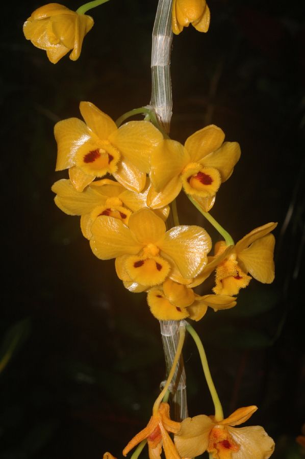 Orchidaceae Dendrobium chrysanthum