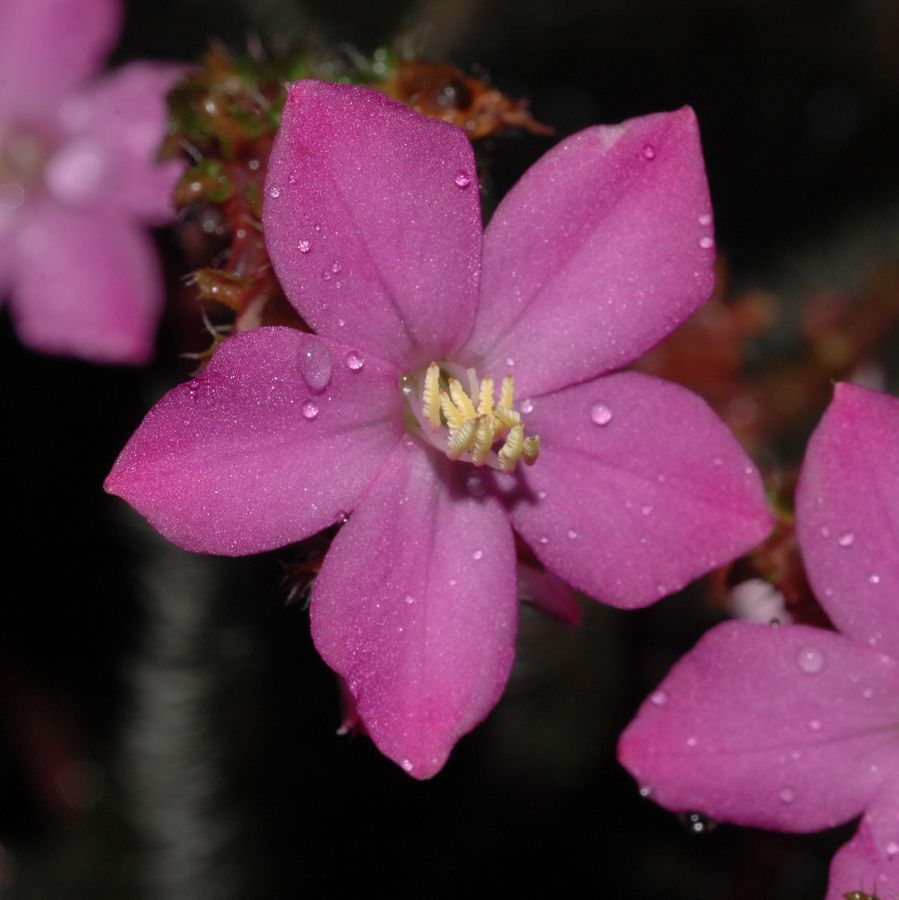 Melastomataceae Bertolonia 