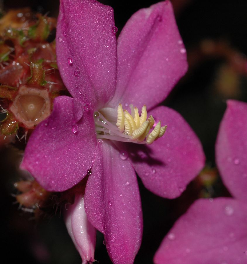 Melastomataceae Bertolonia 