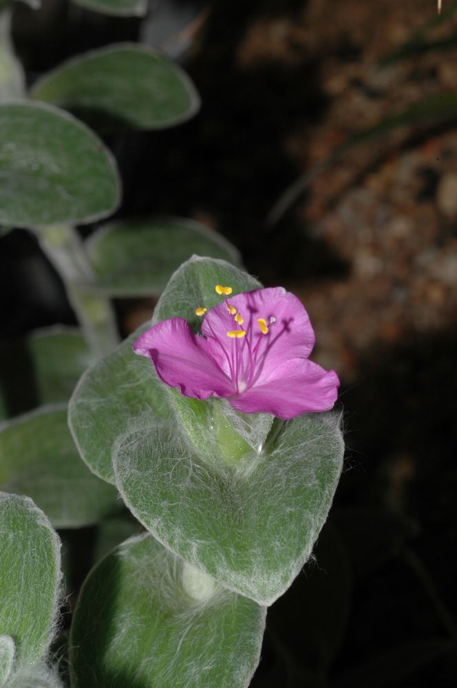 Commelinaceae Tradescantia sillamontana