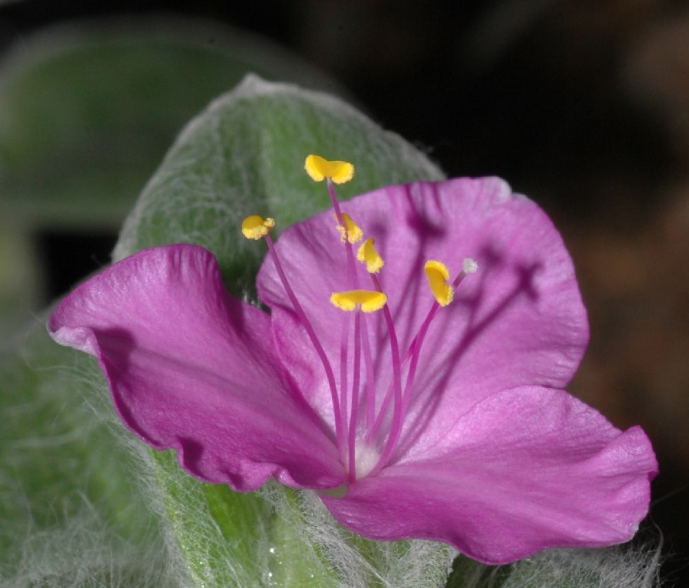 Commelinaceae Tradescantia sillamontana