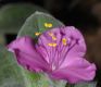 image of Tradescantia sillamontana