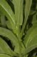 image of Nicotiana tabacum