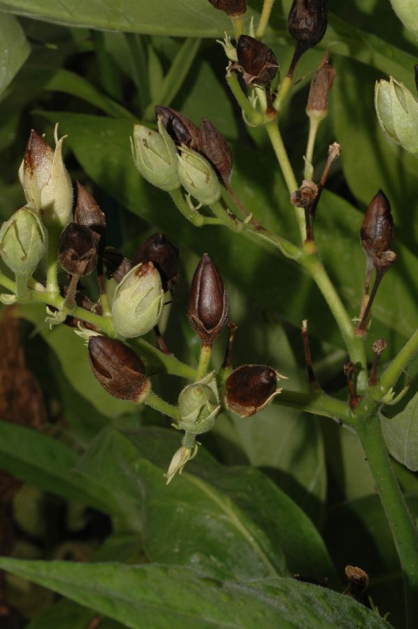 Solanaceae Nicotiana tabacum