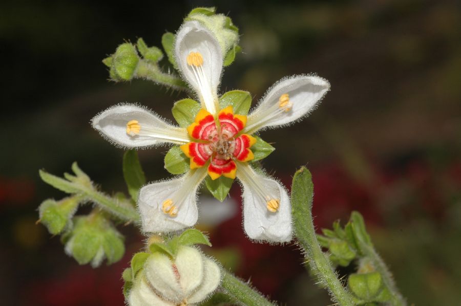Loasaceae Loasa tricolor