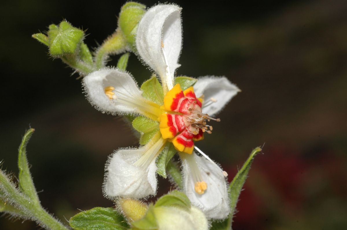 Loasaceae Loasa tricolor