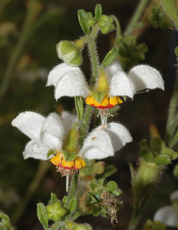 Loasaceae Loasa tricolor