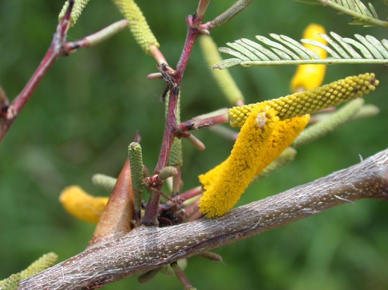 Fabaceae Acacia collinsii