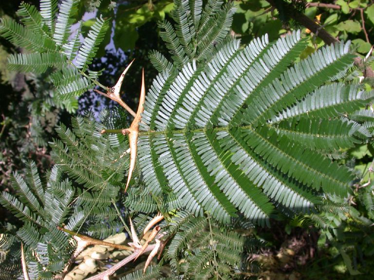 Fabaceae Acacia cornigera