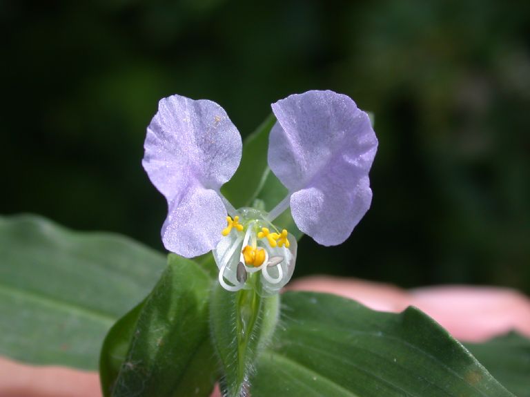 Commelinaceae Commelina erecta