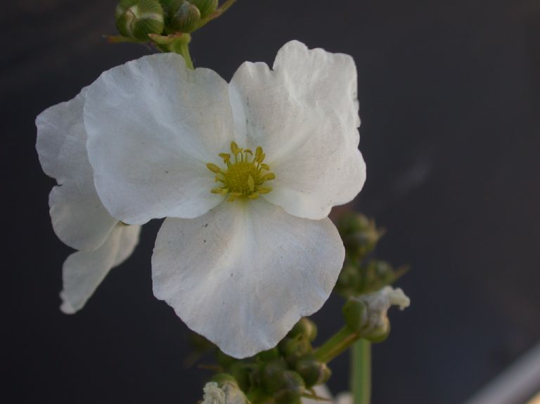Alismataceae Echinodorus paniculatum