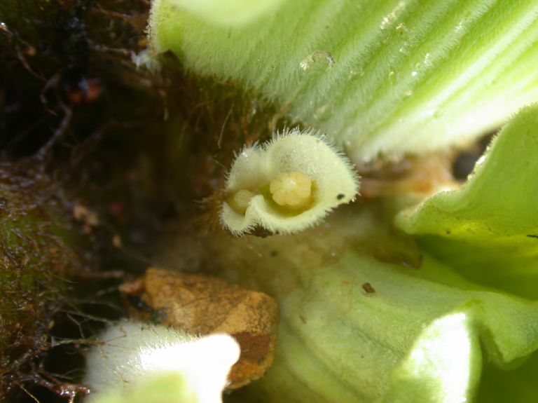 Araceae Pistia stratiotes