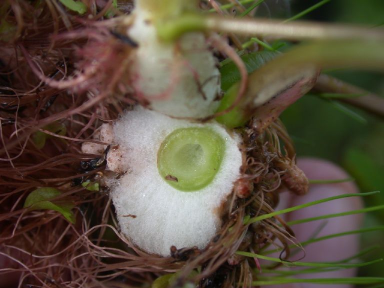 Fabaceae Neptunia plana