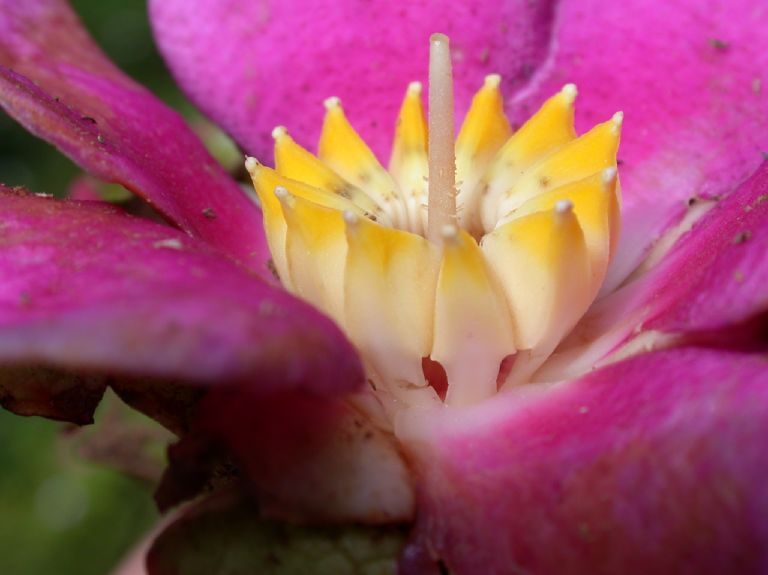 Melastomataceae Blakea tuberculata