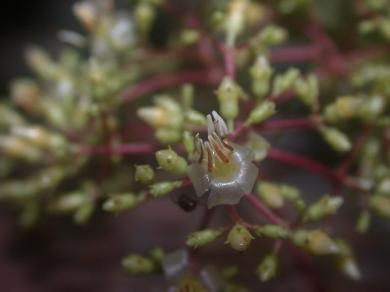 Melastomataceae Clidemia setosa