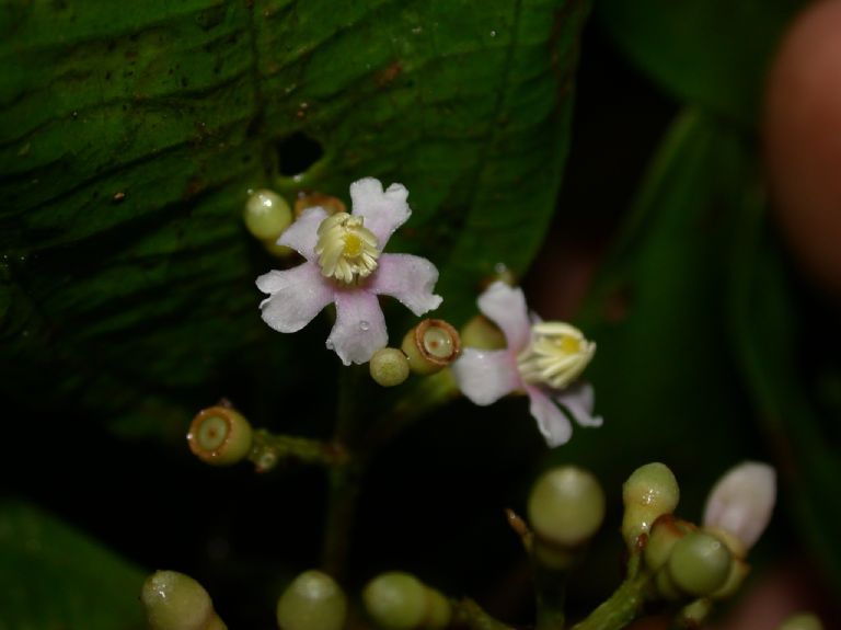 Melastomataceae Conostegia montana