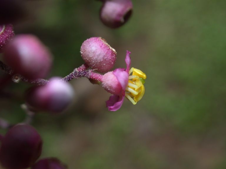 Melastomataceae Conostegia subcrustulata